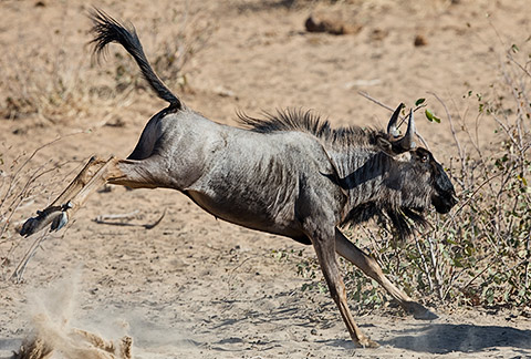 Blue wildebeest